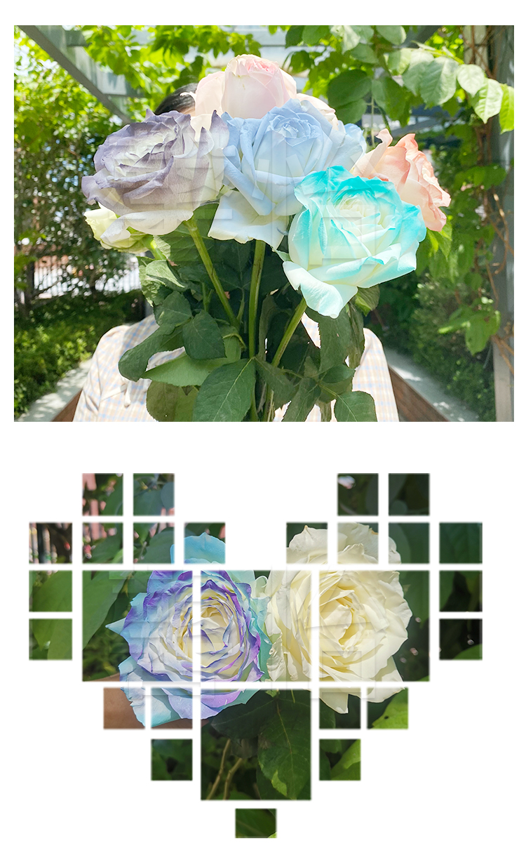 鮮花噴色劑_09